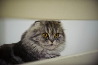 Picture of Scottish Fold Cat looking between railings. 