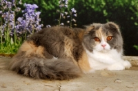 Picture of scottish fold cat lying down on tiles