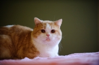 Picture of Scottish Fold cat lying down. 