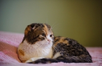 Picture of Scottish Fold cat lying on bed. 