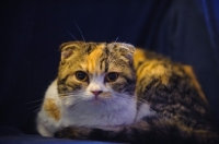 Picture of Scottish Fold cat lying