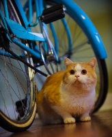 Picture of Scottish Fold Cat near blue bicycle