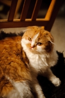 Picture of Scottish Fold cat on chair.