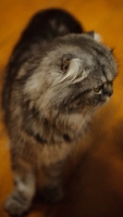Picture of Scottish Fold cat on hardwood floor. 