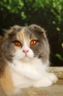 Picture of scottish fold cat, portrait