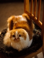Picture of Scottish Fold Cat sitting on a chair. 