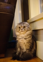 Picture of Scottish Fold Cat sitting. 