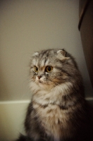 Picture of Scottish Fold cat sitting. 