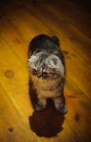 Picture of Scottish Fold cat standing on wooden floor. 