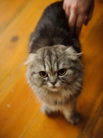 Picture of Scottish fold cat standing on wood floors with person petting. 