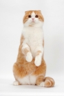 Picture of Scottish Fold cat standing on hind legs, red mackerel tabby & white