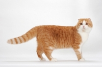 Picture of Scottish Fold cat standing, red mackerel tabby & white