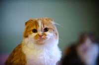 Picture of Scottish Fold cat with one blurred in the background.
