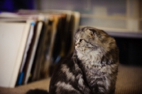 Picture of Scottish Fold Cat with records in the background. 