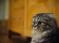 Picture of Scottish Fold Cat. 
