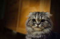 Picture of Scottish Fold Cat