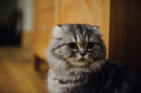 Picture of Scottish Fold Cat