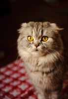 Picture of Scottish Fold Cat