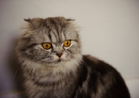 Picture of Scottish Fold Cat