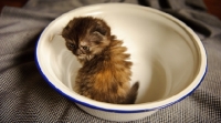 Picture of Scottish Fold kitten in a bowl