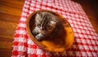 Picture of Scottish Fold kitten in a wooden bowl. 
