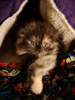 Picture of Scottish Fold kitten in blankets.