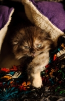 Picture of Scottish Fold kitten in blankets.