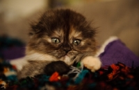 Picture of Scottish Fold kitten in blankets
