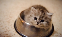 Picture of Scottish Fold kitten in food bowl