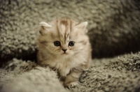 Picture of Scottish Fold kitten on rug