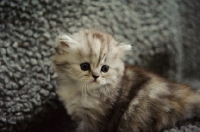 Picture of Scottish Fold kitten on rug