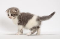 Picture of Scottish Fold kitten on white background