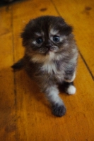 Picture of Scottish Fold kitten sitting on hardwood floor. 