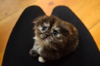 Picture of Scottish Fold kitten sitting on lap. 