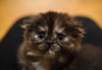 Picture of Scottish Fold kitten sitting on lap. 