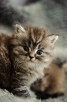 Picture of Scottish Fold kitten (straight eared).