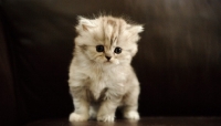 Picture of Scottish Fold kitten