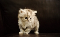 Picture of Scottish Fold kitten