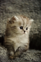 Picture of Scottish Fold kitten