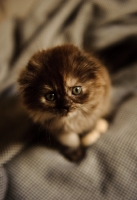 Picture of Scottish Fold kitten