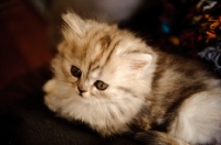 Picture of Scottish Fold kitten