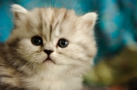 Picture of Scottish Fold kitten