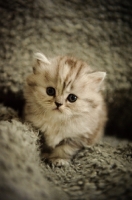 Picture of Scottish Fold kitten