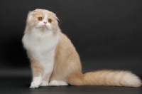 Picture of Scottish Fold Longhair, Cream Mackerel Tabby & White, sitting down