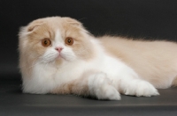 Picture of Scottish Fold Longhair, Cream Mackerel Tabby & White, resting