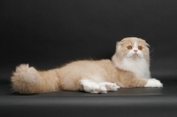 Picture of Scottish Fold Longhair, Cream Mackerel Tabby & White, lying down