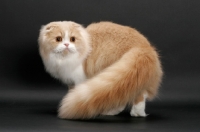 Picture of Scottish Fold Longhair, Cream Mackerel Tabby & White, turning