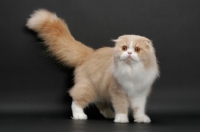 Picture of Scottish Fold Longhair, Cream Mackerel Tabby & White