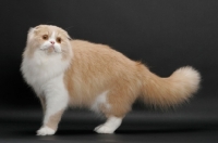 Picture of Scottish Fold Longhair, Cream Mackerel Tabby & White, standing