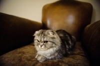 Picture of Scottish Fold lying on leather chair. 